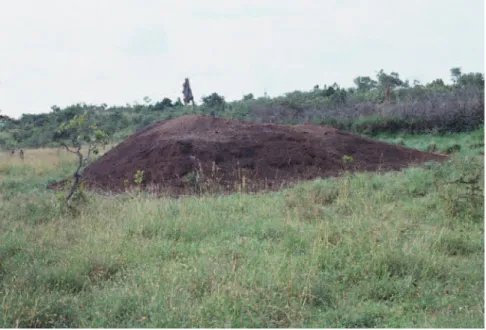 FIGURE 5. Example of a dung midden outside  a contemporary Samburu homestead, Laikipia,  2005, which is possibly analogous to the ash  mounds at Maasai Plains