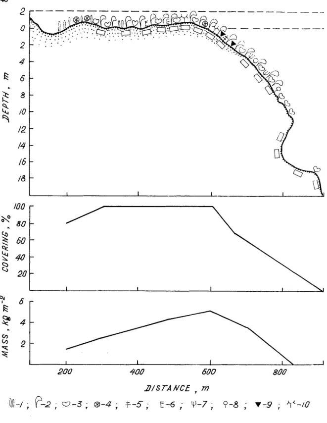 Figure  6.  Vertical distribution of dominant species, biomass and percent cover of algae and  seagrasses at Desroches Island