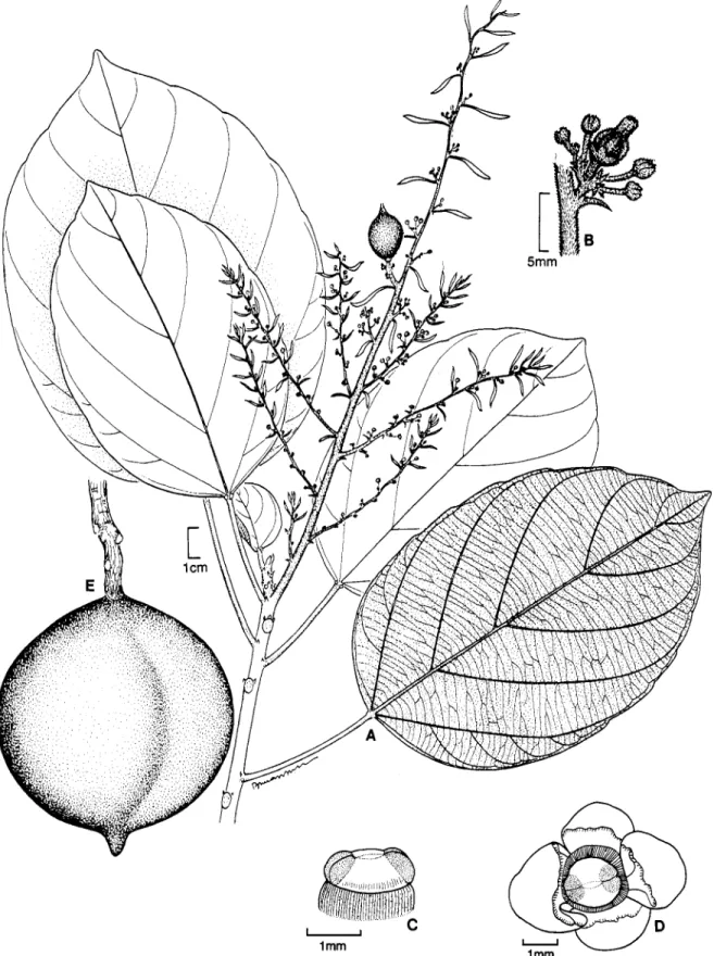 FIGURE  1 . 4 r n p h a l e a  diandra  L.:  A,  habit, flowering branch;  B,  cymose partial-inflorescence showing central  pistillate flower and outer staminate flower buds;  C,  androecium above annular nectary;  D,  staminate flower at  anthesis;  E,  