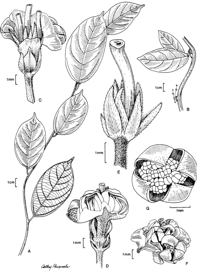 FIGURE  4.-Dulechumpiu  brevicolumnu  Armbruster:  A,  habit;  B,  habit  with  infructescence in  post-dehiscence  stage;  C