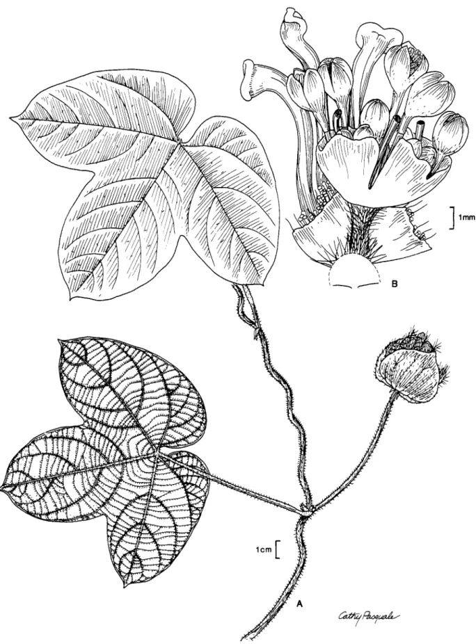 FIGURE  5.-Dalechampia  brownsbergensis Webster  &amp;  Armbruster:  A,  habit with inhctescence;  B,  inflorescence  (based on  McDowell4318)