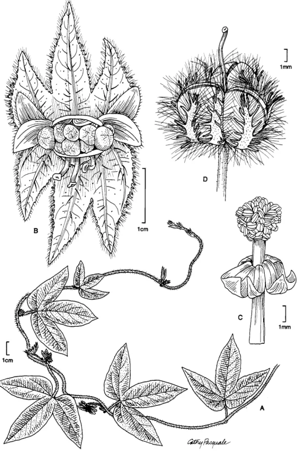 FIGURE  8.-Dalechampia  scandens L. var. scandens:  A,  habit;  B,  inflorescence;  C,  staminate flower; D,  capsule  (based on Pittier  10351)