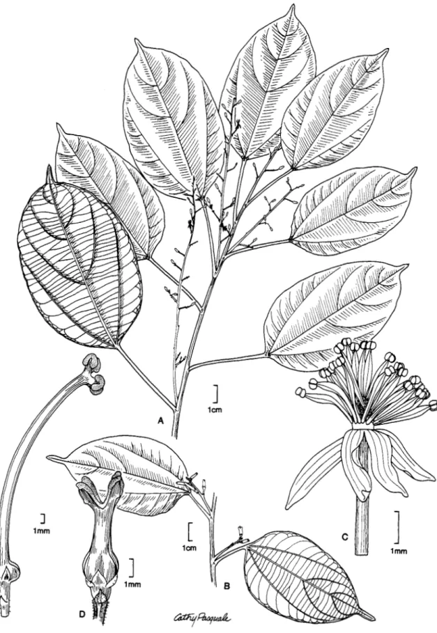 FIGURE  10.-Plukenetia  polyadenia  Muell.  Arg.  and  P  volubilis  L.  A-D,  P  polyadenia:  A,  habit,  showing  axillary staminate inflorescences;  B,  pistillate inflorescences in leaf axils;  C,  staminate flower;  D,  pistillate flower  (A,C based o