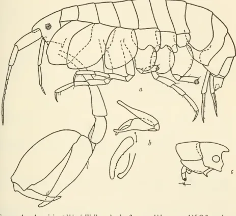 Figure 4. Anamixis stebbingi Walker, ?male, 2 mm., Abbott sta. 145-C-2: a, lateral view; b, gnathopod 1 with ends of chelae enlarged; c, head showing projection of ventral keel.