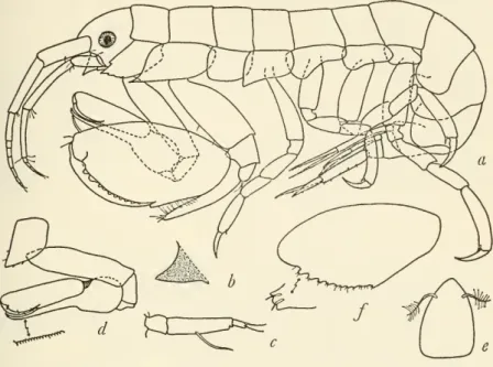 Figure 7. Leucothoella bannwarthi Schellenberg, male, 2.5 mm., Abbott sta. 113-H-2: