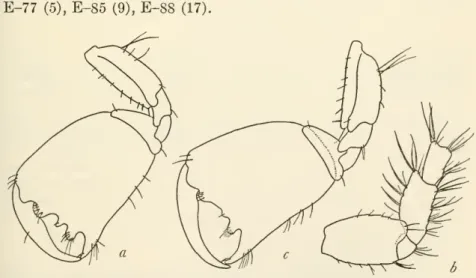 Maera othonopsis Schellenberg, 1938a, pp. 48-50, fig. 23.