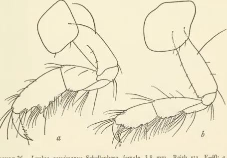 Lembos (Bemlos) aequimanus Schellenberg, 1938a, pp. 76-77, fig. 39.