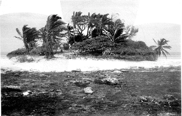 Figure 4.  Pulu Beras, one of the smallest vegetated islands, with  a  cover of Cocos  nucifera, Argusia argentea and Scaevola taccradcs