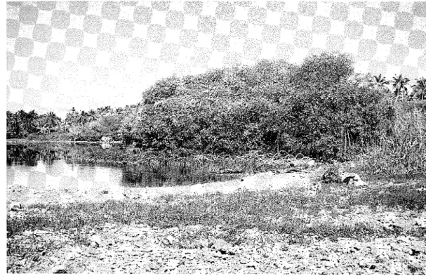 Figure  7.  Rhizophora apiculata  grove on Pulu Luar lagoon.  Sesuvium  herbland on coral  shingle in the foreground