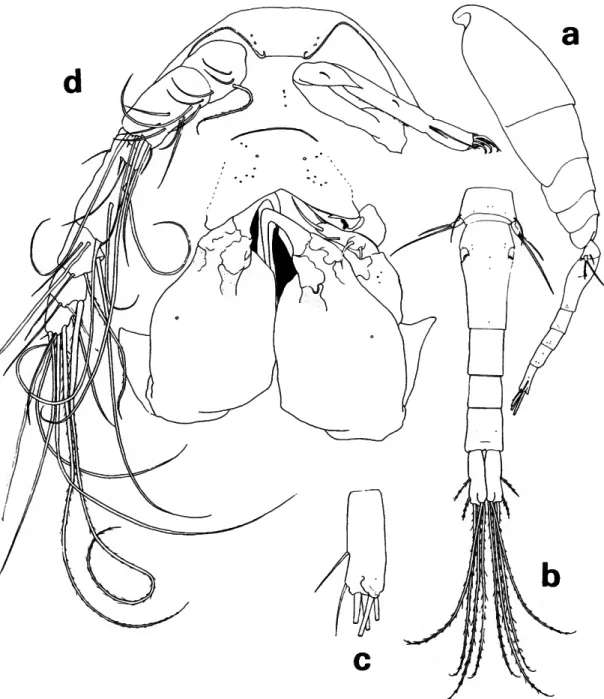 FIGURE 3.—Lubbockia carinata, new species, female: a, lateral (A); b, urosome, dorsal (C); c, uropod, dorsal {E); d, cephalosome, ventral (maxilliped keel darkened) (£).