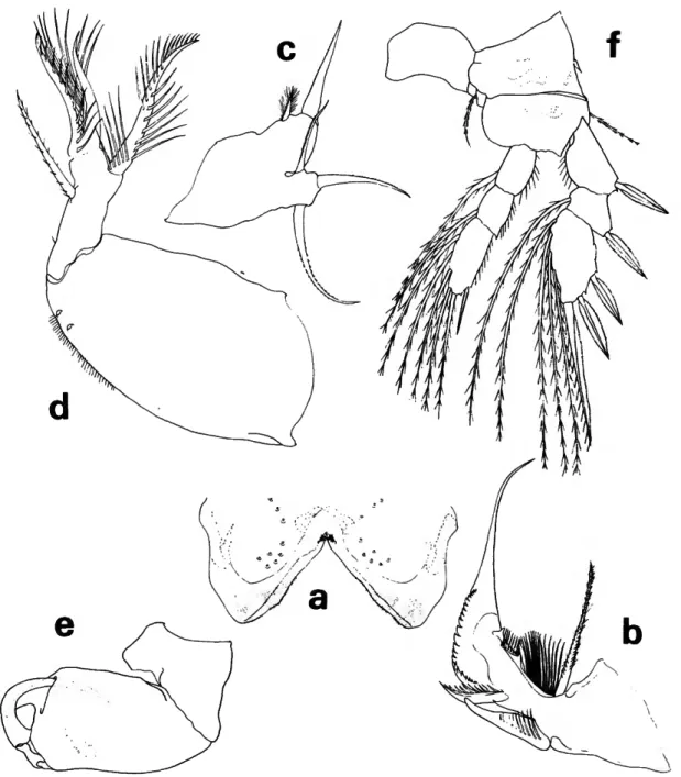 FIGURE 4.—Lubbockia carinata, new species, female: a, labrum, ventral (F); b, mandible, right (G); c, maxilla 1, left (G); d, maxilla 2, right (G); e, maxilliped, right (E); /, leg 1 (E).