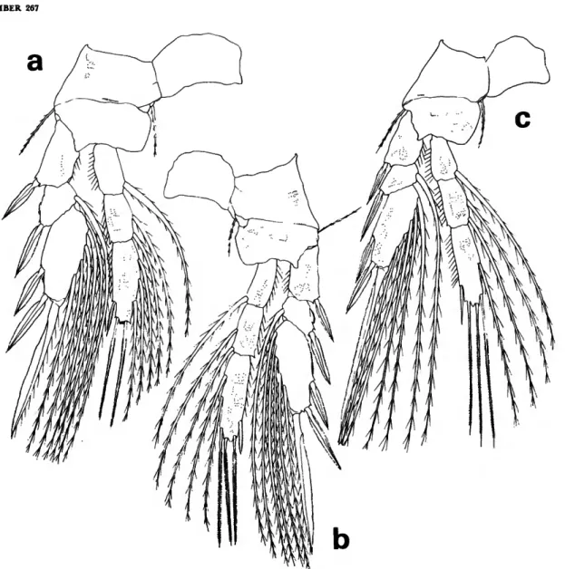 FIGURE 5.—Lubbockia carinata, new species, female: a, leg 2 (E); b, leg 3 (E); c, leg 4 (E).