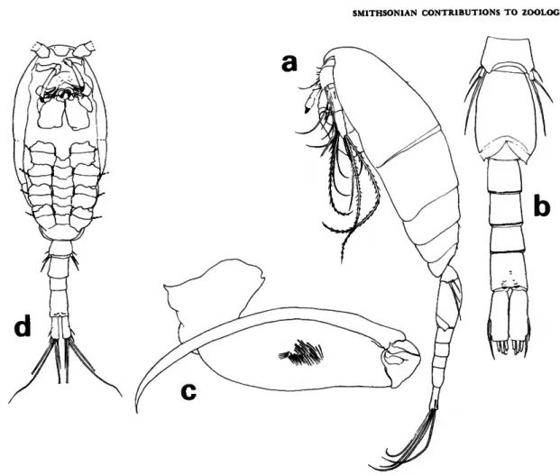 FIGURE 6.—Lubbockia carinata, new species, male: a, lateral (A); b, urosome, ventral (C); c, maxilliped, left (£)