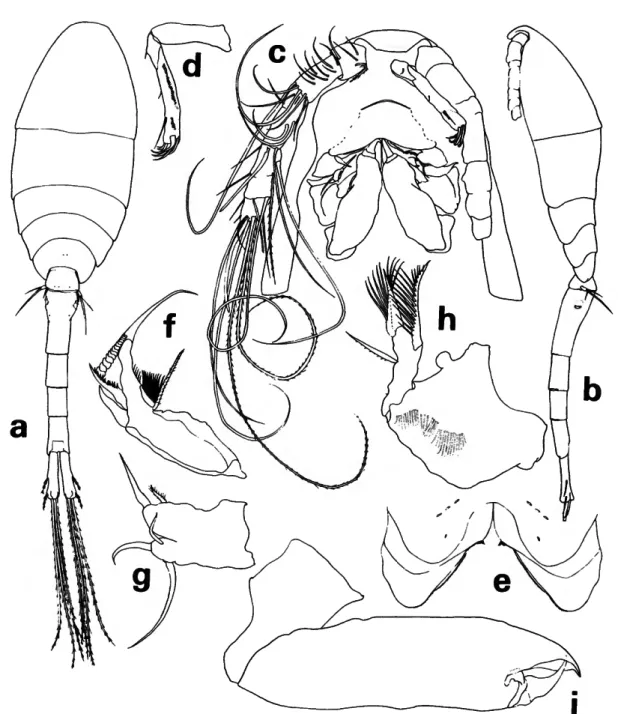 FIGURE 7.—Lubbockia forcipula, new species, female: a, dorsal (C); b, lateral (C); c, cephalosome, ventral (E); d, antenna 2, right (E); e, labrum, ventral (G); /, mandible, left (G); g, maxilla 1, right (G); h, maxilla 2, right (G); i, maxilliped, right (