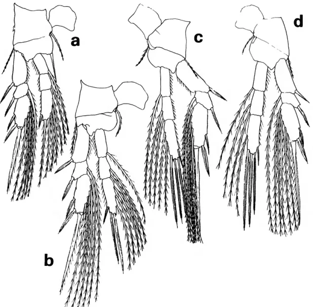 FIGURE 8.—Lubbockia forcipula, new species, female: a, leg 1 (E); b, leg 2 (E); c, leg 3 (E);