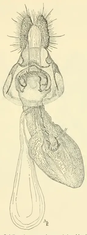 Figure 9. — Cochylis caesiaia, new species: ventral view of female genitalia.