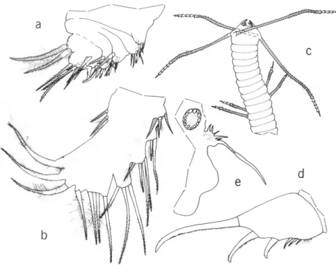 FIGURE 17.—Rutiderma mollitum Darby, USNM 158209, adult male, length 1.47 mm: a, 5th limb;