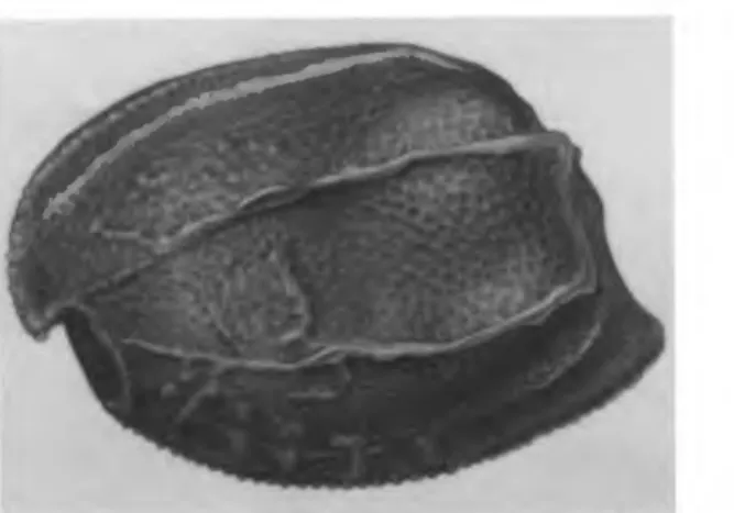 FIGURE 18.—Rutiderma darbyi, new species, USNM 158002, paratype, adult female, lateral view of complete specimen, length 1.28 mm.