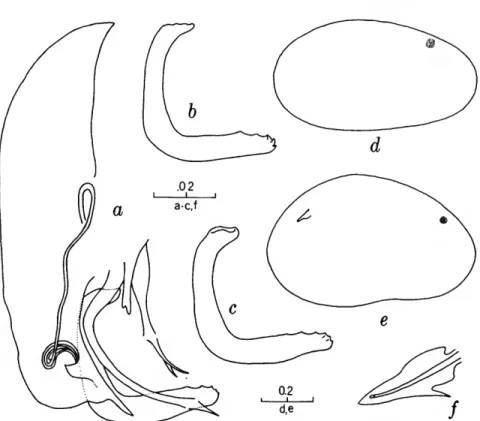 FIGURE 6.—Aphelocythere acuta, new species, from Jackson County: a, copulatory complex of holotype; b,c, clasping apparatus of same; d, shell of same; e, shell of allotype; f, genitalia of allotype (scales in mm).