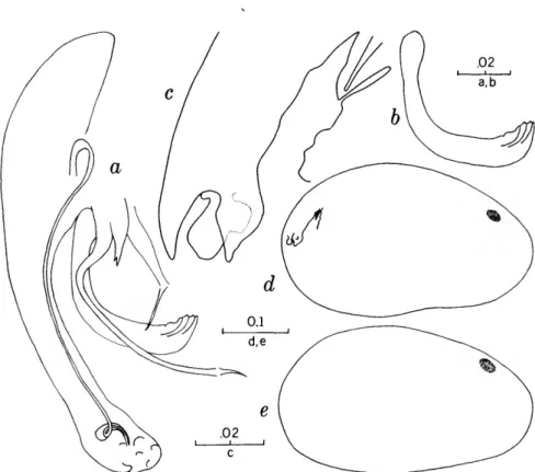 FIGURE 8.—Cymocythere clavata from Transylvania County: a, copulatory complex of male; b, clasping apparatus of male; c, female genitalia; d, shell of female; e, shell of male (scales in mm).