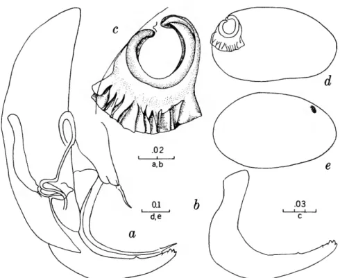FIGURE 9.—Dactylocythere chelomata from Sevier County, Tennessee: a, copulatory complex of holotype; b, clasping apparatus of same; c, genitalia of allotype; d, shell of allotype; e, shell of holotype (scales in mm).