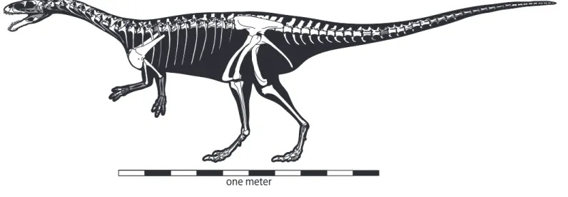 FIGURE 1. Composite skeletal reconstruction of Masiakasaurus knopfleri in left lateral view, showing recovered (white) and missing (gray)  elements