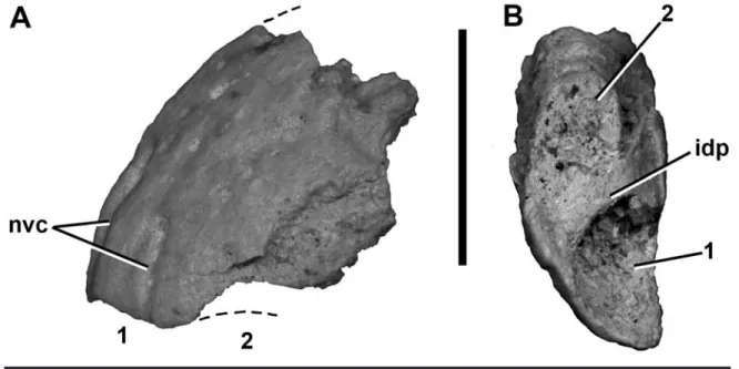 FIGURE 2. Left premaxilla (FMNH PR 2453) of Masiakasaurus knopfleri in lateral (A) and ventral (B) views