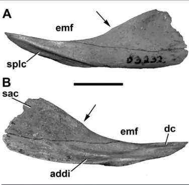 FIGURE 9. Left angular (UA 9147) of Masiakasaurus knopfleri in  lateral (A) and medial (B) views