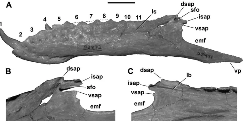 FIGURE 8. Left dentary (FMNH PR 2471) of Masiakasaurus knopfleri in lateral view (A). Enlargement of intramandibular joint in posterolat- posterolat-eral (B) and medial (C) views