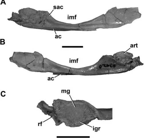 FIGURE 10. Right prearticular and articu- articu-lar (UA 9166) of Masiakasaurus knopfleri  in lateral (A) and medial (B) views