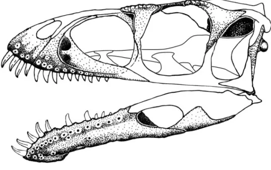 FIGURE 11. Reconstructed skull of Masiakasaurus knopfleri in left lateral view. Known elements  (or parts thereof) are stippled; unknown elements are outlined.