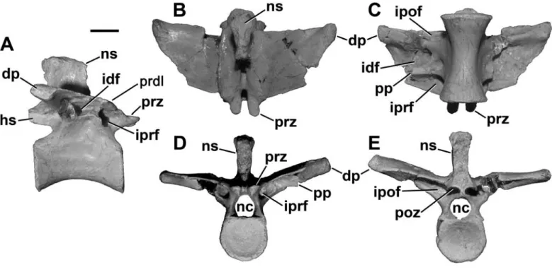 FIGURE 14. Sixth dorsal vertebra (FMNH PR 2481) of Masiakasaurus knopfleri in right lateral (A), dorsal (B), ventral (C), anterior (D), and  posterior views