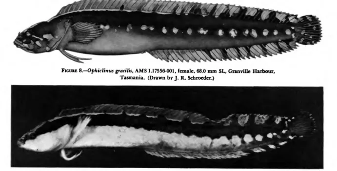 FIGURE 8.—Ophiclinus gradlis, AMS 1.17556-001, female, 68.0 mm SL, Granville Harbour, Tasmania