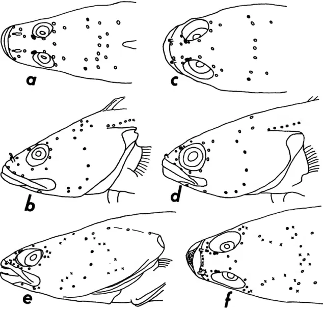 FIGURE 1.—Cephalic sensory pores: a,b, Ophiclinus gracilis, USNM 211267, male, dorsal and lat- lat-eral views; c,d, Ophiclinus antarcticus, USNM 218781, male, dorsal and latlat-eral views; ej, Ophiclinops pardalis, SAM A F.656, female, lateral and dorsal v