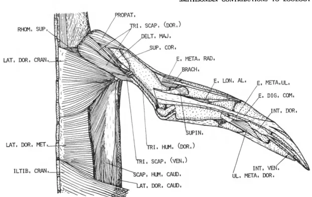 FIGURE 1.—Eudyptes pachyrhynchus, dorsal view of superficial muscles of the right wing.