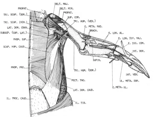 FIGURE 2.—Eudyptes pachyrhynchus, dorsal view of second layer of muscles of the right wing.
