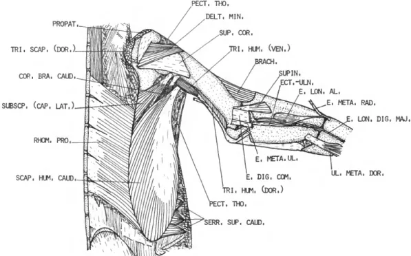 FIGURE 3.—Eudyptes pachyrhynchus, dorsal view of deepest muscles of the right wing.