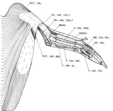 FIGURE 4.—Eudyptes pachyrhynchus, ventral view of superficial muscles of the left wing.