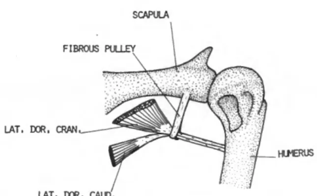 FIGURE 8.—EtufypUs pachyrhynchus, dorsal view of fibrous pul- pul-ley and insertion of the latissimus dorsi cranialis and  cau-dalis.