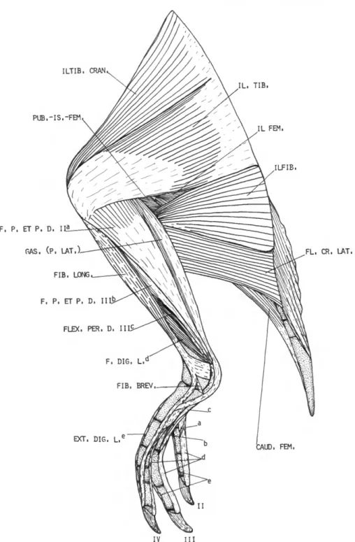 FIGURE 9.—Eudyptes pachyrhynchus, lateral view of superficial muscles  o f the left leg (caudal part  o f  a b d o m e n  a n d most of tail muscles are not shown).
