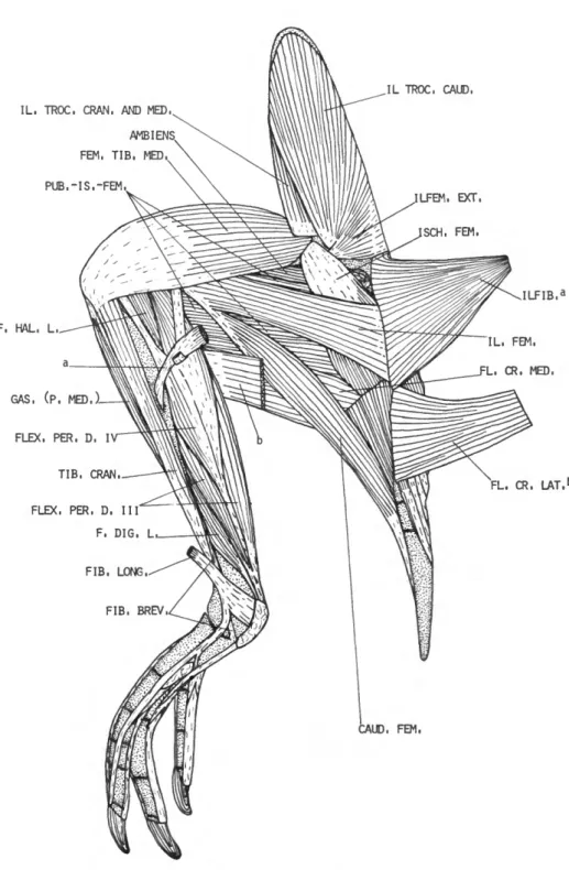 FIGURE 10.—Eudyptes pachyrhynchus, lateral view of a second layer of muscles of the left leg.