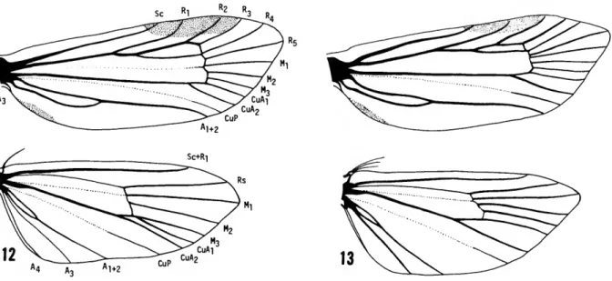 FIGURE 14.—Wing venation of Nyx, 9, USNM 77912.