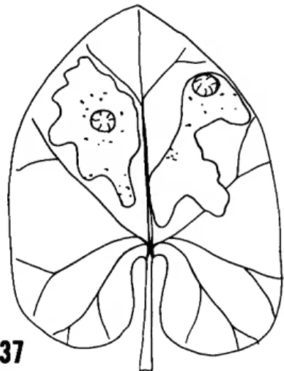 FIGURE 37.—Leaf mine of Millieria dolosana (Herrich-Schaf- (Herrich-Schaf-fer) on Aristolochia host (from Hering, 1957, pi