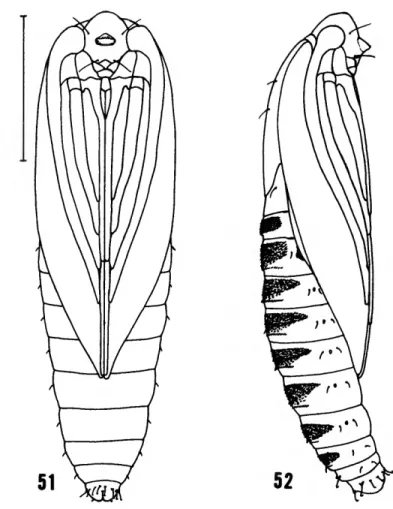 FIGURE 53.—Pupa of Phormoestes palmettovora, new species, ventrum of ultimate segment (scale = 0.1 mm).