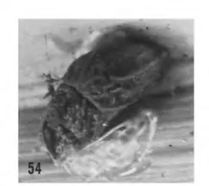 FIGURE 54.—Pupal case and protruded pupal shell of Phormoestes palmettovora, new species, on leaf of palm host, Sabal palmetto, Cedar Key, Florida.