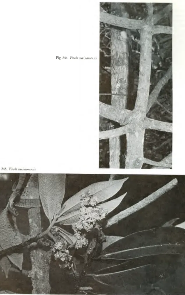Fig. 244. Virola surinamensis 