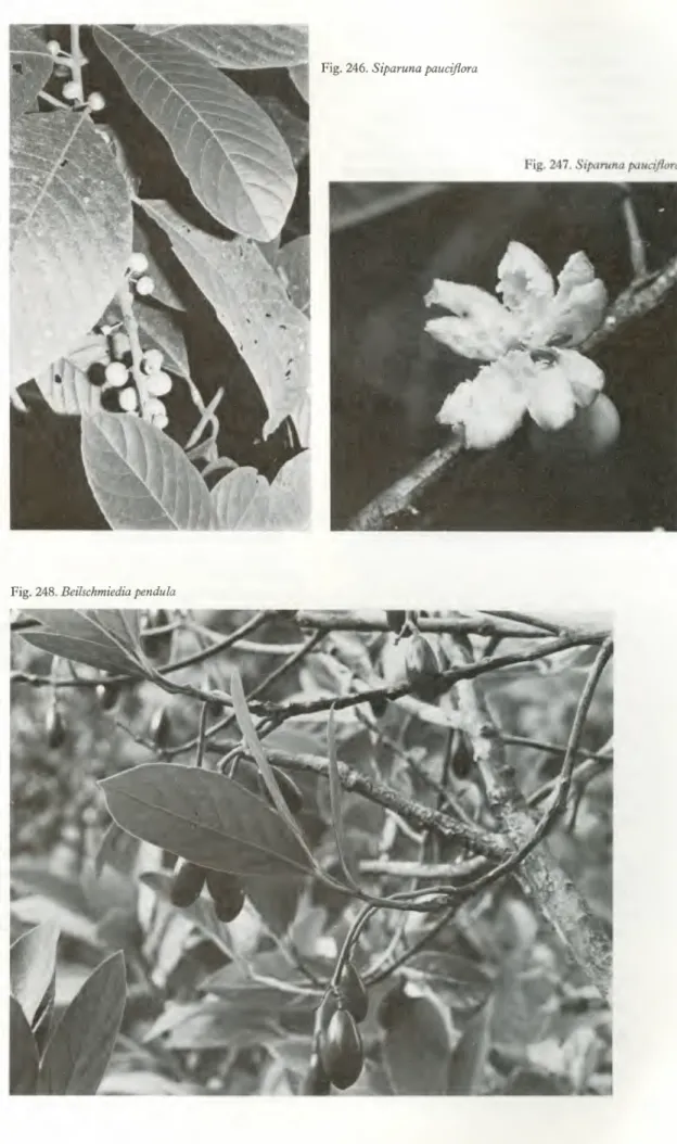 Fig. 246. Siparuna pauciflora 