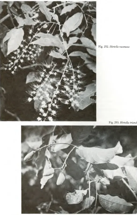 Fig. 252. Hirtella racemosa 