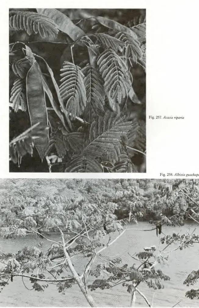 Fig. 257. Acacia riparia 