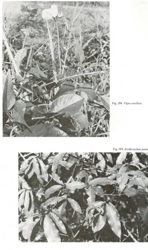 Fig. 294. Vigna vexillata 